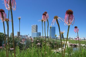 Purple cone flowers blossom in Lakeshore State Park