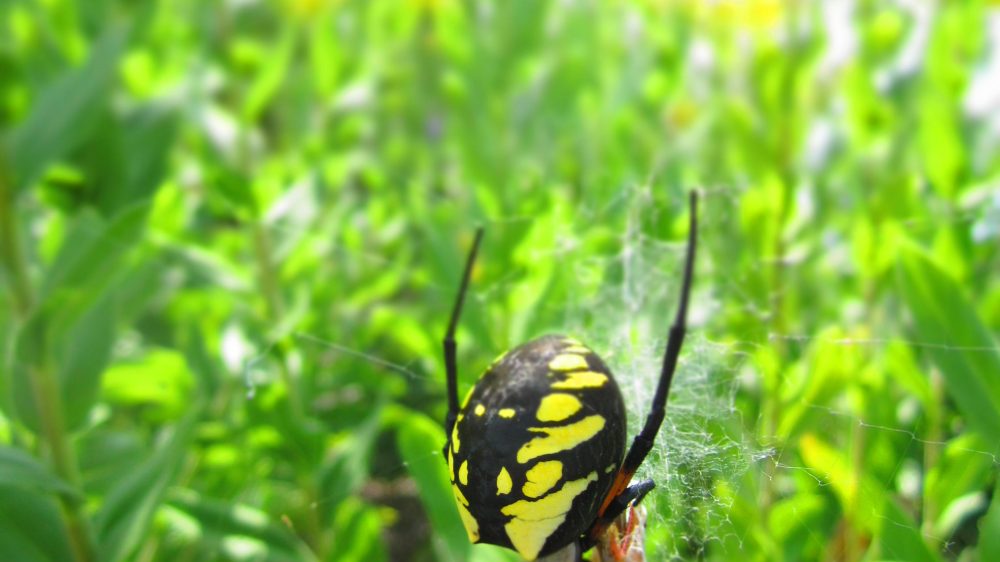 Golden Garden Spider