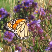 Monarch on New England Aster