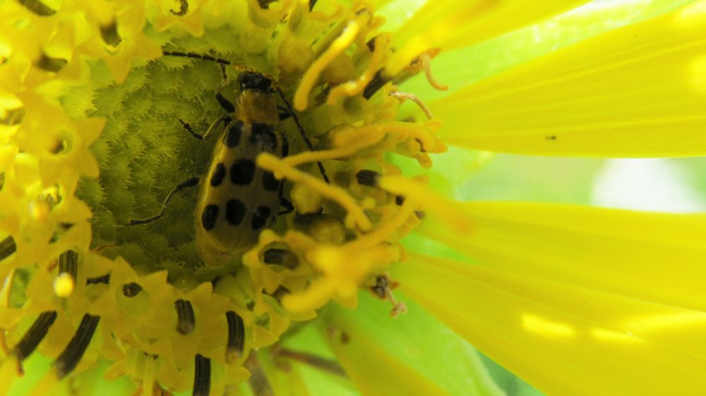 Cucumber Beetle in Compass Plant
