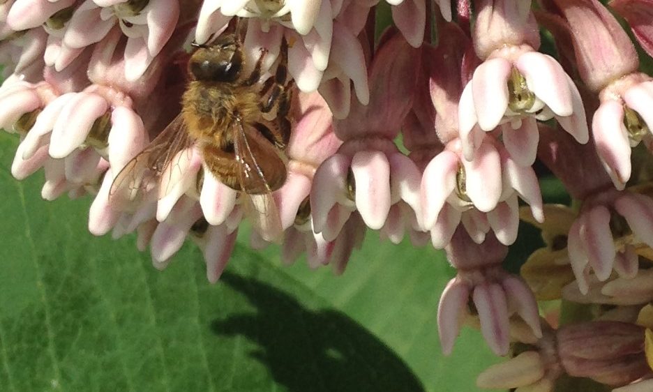 Honey Bee on Common Milkweed