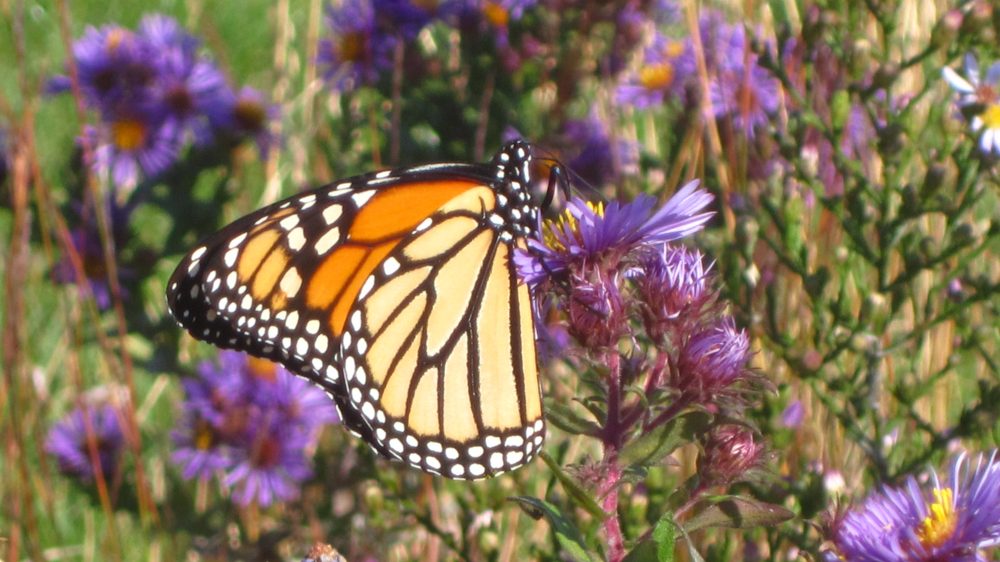 Monarch on New England Aster