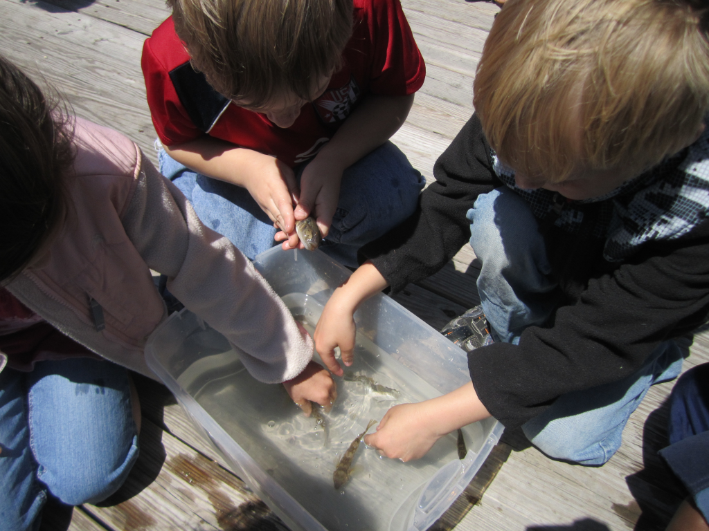 Kids Observing a Goby
