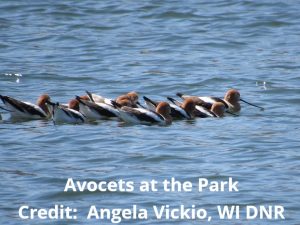 Avocets at the Park