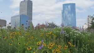 Flowers at LSP with the Milwaukee skyline in the background