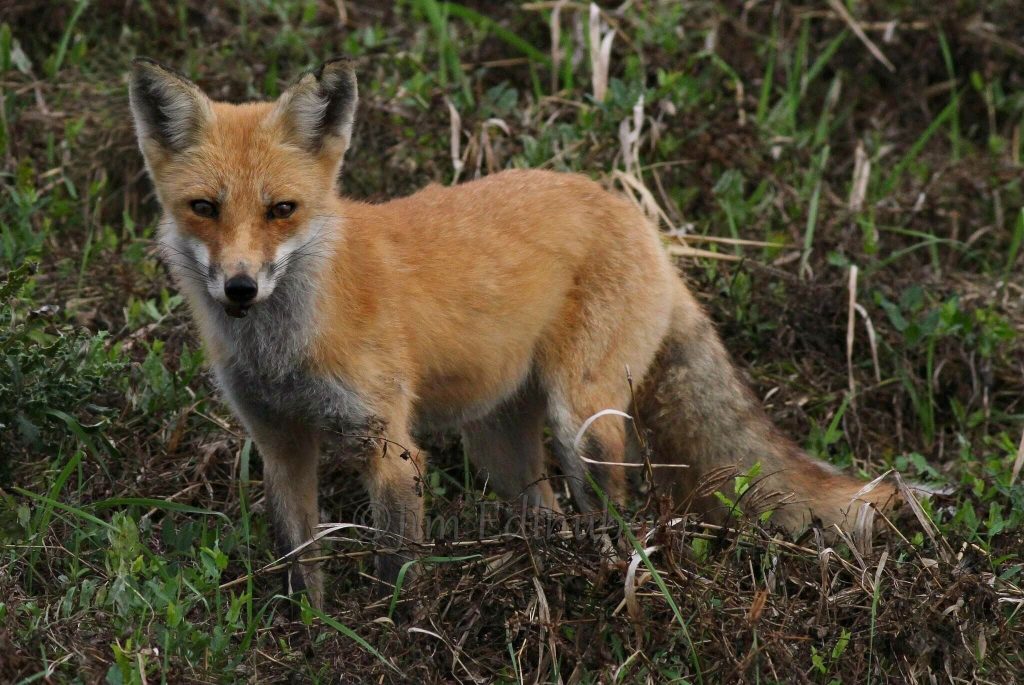 Photo of a fox by Jim Edlhuber
